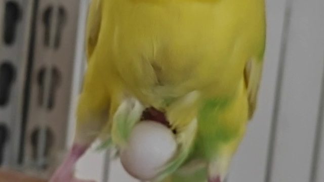 養(yǎng)的鳥(niǎo)多了，什么繁殖問(wèn)題都遇上了。