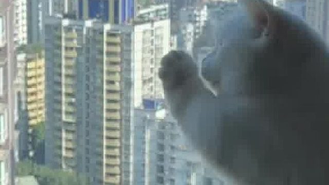 這就是你惹蜜蜂的后果?。?/></span><div   id=