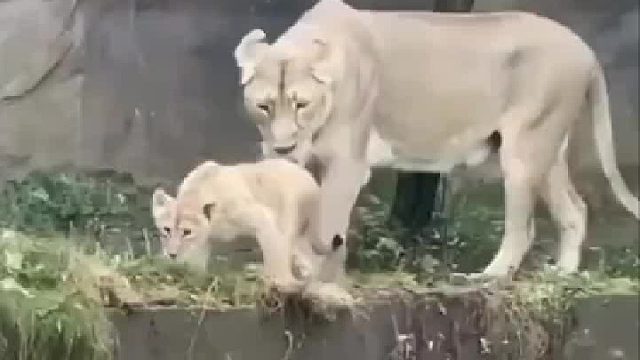 獅子這是保護(hù)小獅子還是推下去的？