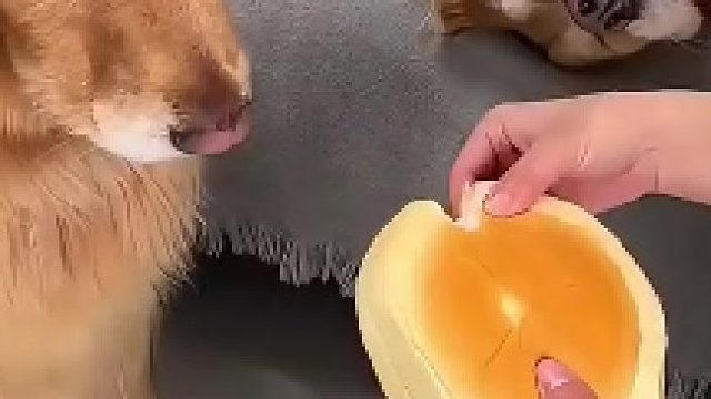 這就很狗