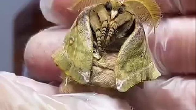 探索自然奧秘，揭開甲蟲的神秘面紗