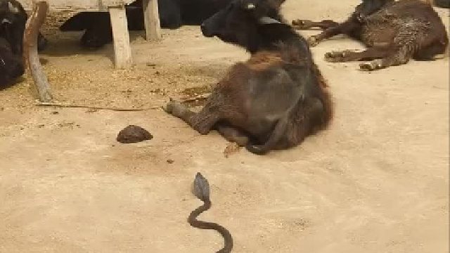 這蛇也太膽大了，襲擊比自己大數(shù)百倍的老牛