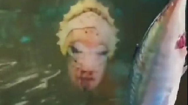 這是魚的進化還是，大自然的神奇。晚上看估計魂都嚇掉。