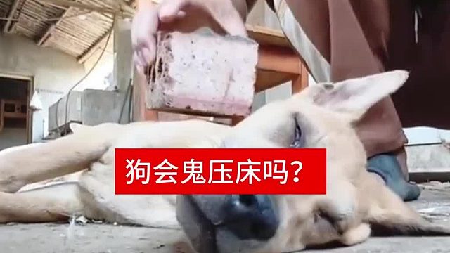 鬼壓床都聽說過，呢狗被鬼壓床，是個什么樣子，大家見過嗎