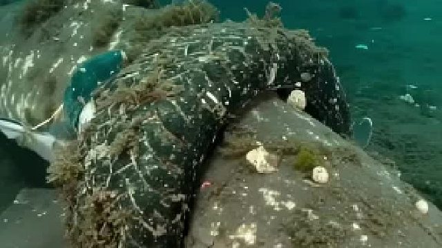 潛水員海底清垃圾守護(hù)海洋，靈性動物需要你