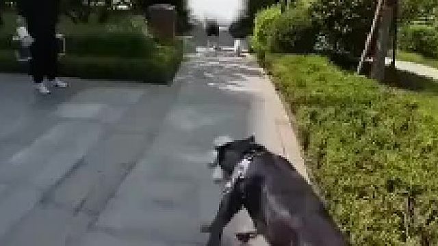 遛狗不栓繩的后果
