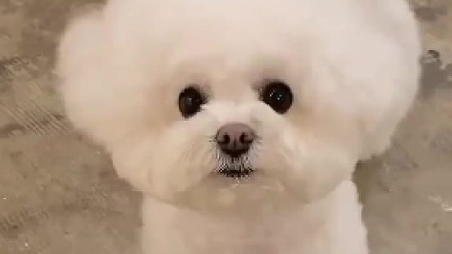 不養(yǎng)狗不知道養(yǎng)狗的樂趣