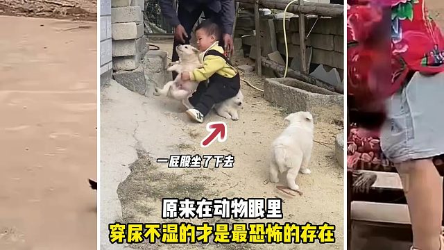 原來在動物眼里，穿尿不濕的才是最恐懼的存在