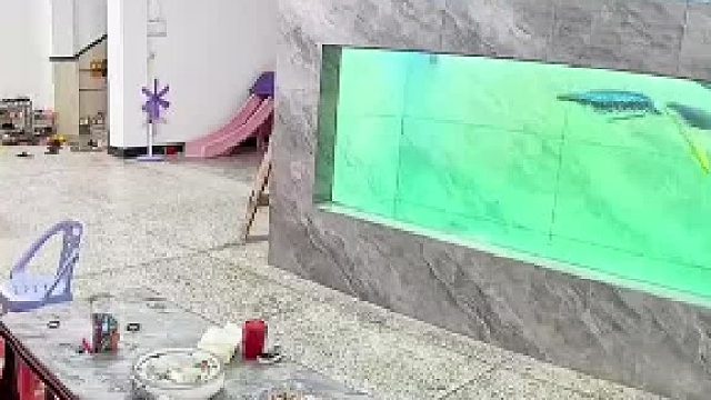 1.5米的巨骨舌魚跳缸而出，給主人給嚇壞了