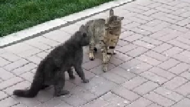 兩只貓咪打了起來