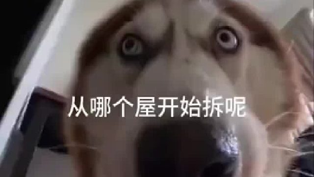 主人給狗狗帶上攝像頭，記錄狗狗的第一視角。網(wǎng)友：一準兒要干壞事兒！