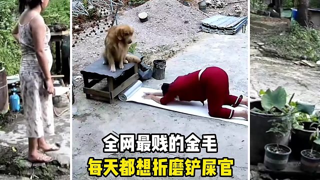 全網(wǎng)最賤的金毛，每天都想折磨鏟屎官