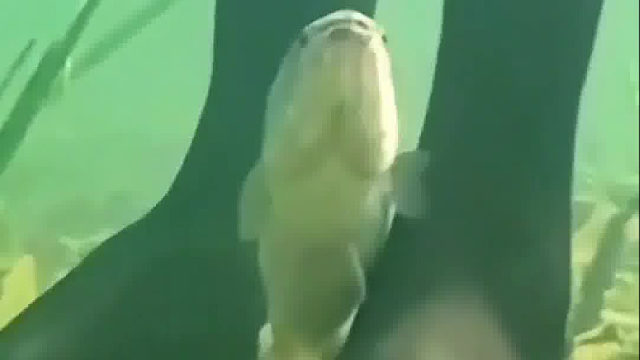 這魚沒有什么壞心思