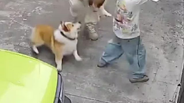 柯基這狗要步入泰迪的后塵