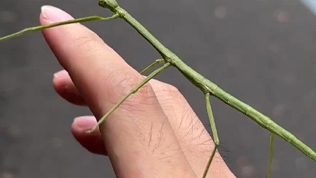 竹節(jié)蟲兄弟好像要掏我