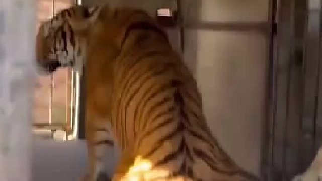 這獅子真是手欠啊。