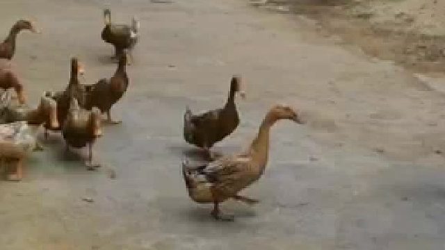 鄰居家鴨鴨又來叫我家鴨鴨了?？纯带嗻喸缟鲜窃趺醇系?/></span><div   id=