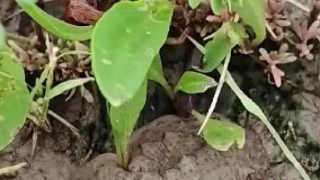男子碰到一只“石磺”，外形很像一坨泥，網(wǎng)友：這偽裝術(shù)太強(qiáng)了