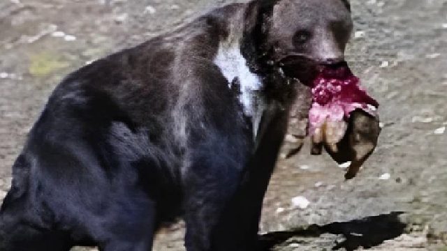 藏馬熊她能把救命恩人當(dāng)反派卻把生命交給食人猛獸