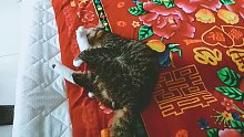 我兒子胖墩，表演劈叉花式舔毛