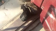 小萌妹