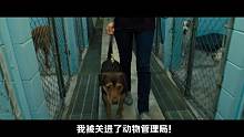 唐唐說電影：最奇妙的歷險(xiǎn)記 爆笑解說一條狗的回家路