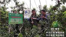 第1集：5畝大棚油桃增收10萬(wàn)元背后的對(duì)比故事