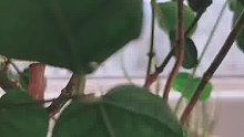 時(shí)間印章