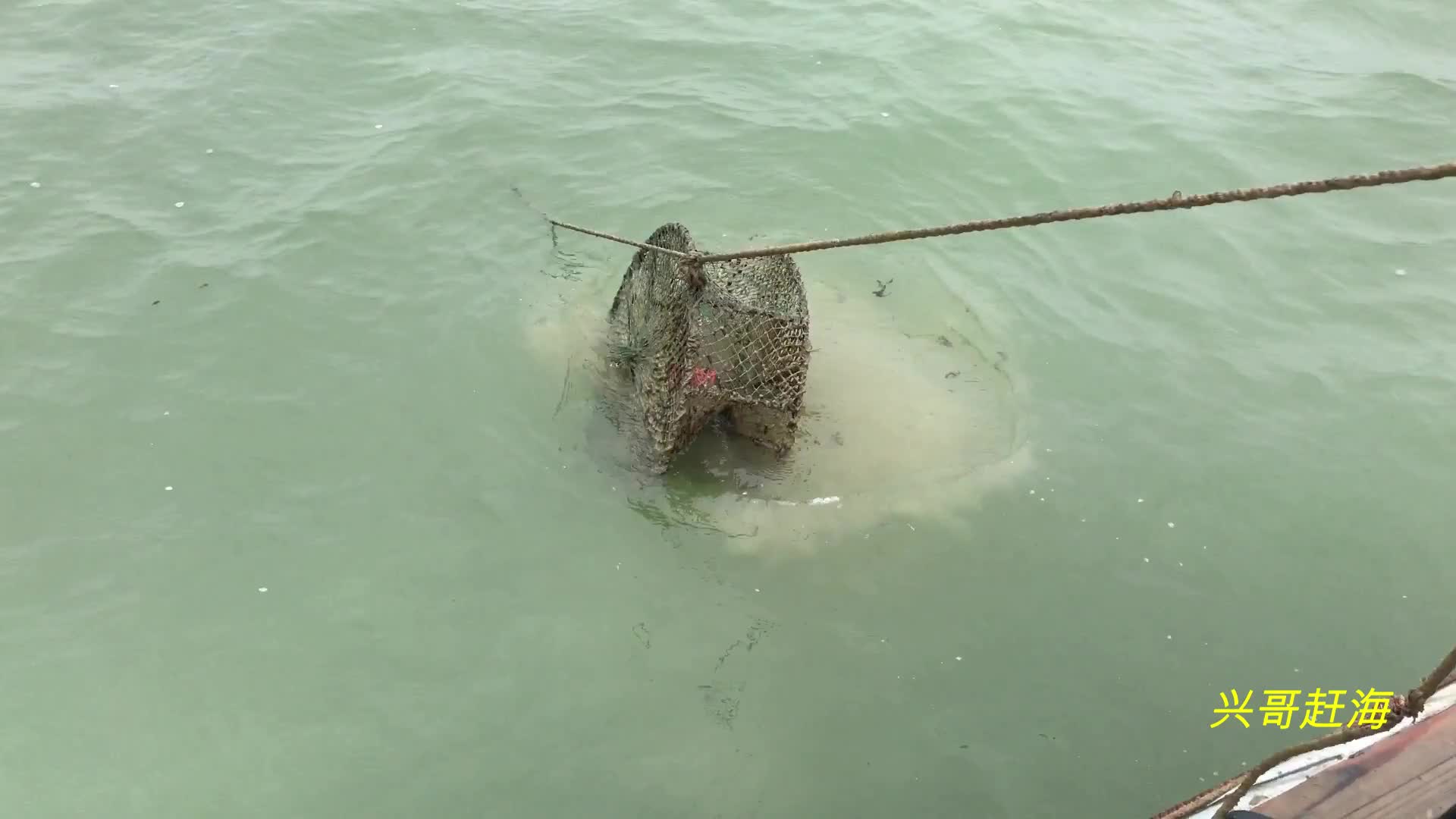 兴哥赶海直播首秀