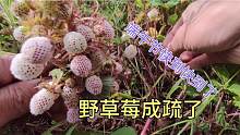 端午节快到了，甘肃的野草莓成熟了，漫山遍野的瓢子非常美味