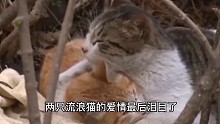 流浪猫的爱情故事