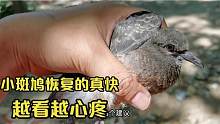 农村小伙救助受伤小斑鸠，伤口长好后为啥不愿放生，越瞅越心疼