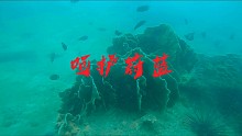 6.8海洋日  呵护蔚蓝-共享蔚蓝