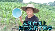 浇水之后第2天，玉米回来了，乘胜追击，再丢1克复合肥