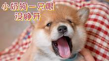 小奶狗睁开一只眼7天了，还有一只眼没睁开，好担心狗子生病了