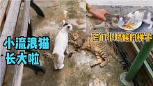 曾经喂过的小流浪猫如今已经长大了，都很健康，也都记得我！