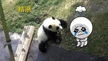 熊猫宝宝独自去探险，千小心万小心，还是从坡上摔下去，好尴尬
