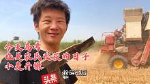 6月7号收割小麦，价格1.2元每斤，又热又痒，不过值得