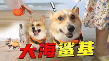 狗狗成精了，萬(wàn)萬(wàn)沒(méi)想到飛奔大海后發(fā)現(xiàn)，狗子竟然會(huì)躲海浪？