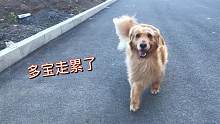 主人带金毛回家走岔路，小狗子开始耍脾气，嫌天热主人太笨