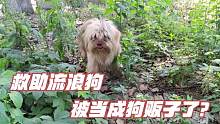路边发现一只黄色的狗狗，以为是流浪狗，结果虚惊一场，太尴尬了