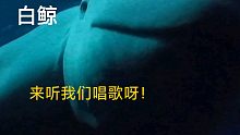 “鲸豚”叫声从“瓶鼻海豚”“白鲸”“虎鲸”“蓝鲸”“座头鲸”各有千秋
