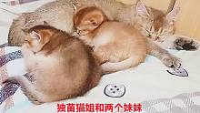 独苗猫姐做梦不会想到，睡着觉就被两个猫妹当成妈了