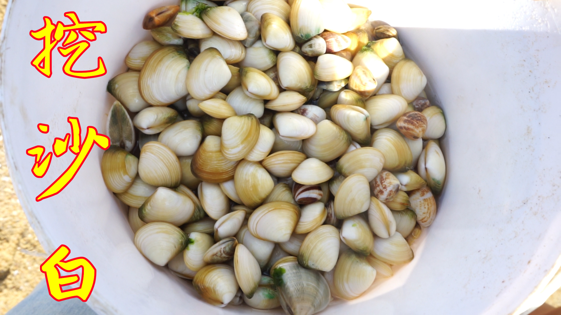 老渔民现场教学，在沙滩上看孔就能挖出沙白，学起来有用哦