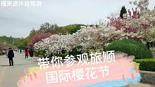实拍大连203景区，国际樱花节，太漂亮了