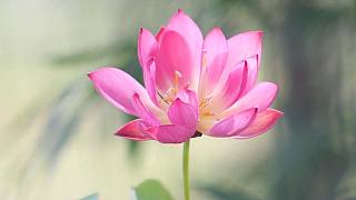 碗莲的莲子，这样处理当年就能开花，如果不开花，很可能是菜藕的种子