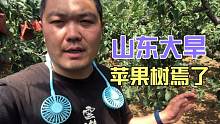 山东最近大旱苹果树叶子都焉了，农村小伙顶着35度高温给果树浇水