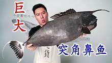 全网首吃巨大的突角鼻鱼，下巴拿来盐烤，油脂的香味非常浓郁