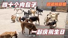 小伙三十五岁生日，给基地流浪狗买了四十个肉包子，一起庆祝。