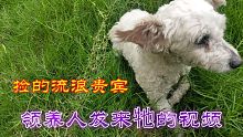 捡的贵宾犬不用再过流浪生活，开启幸福新生活